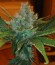 Сорт Honey Cream fem (Fast Flowering)