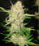 Сорт Pink Rozay fem (Original Sensible Seeds)