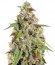 Сорт Cannatonic reg (Resin Seeds)