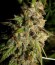 Сорт Cannatonic fem (Resin Seeds)