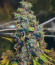 Сорт Taison Auto fem (VIP seeds)