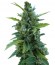 Сорт Automaria II fem (Paradise Seeds)