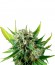 Сорт Royale Haze fem (Dinafem Seeds)