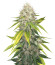 Микс семян конопли Indica Mix fem (Herbies Seeds)