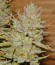 Сорт C99 fem (Female Seeds)