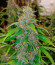 Сорт Slipstream fem (Compound Genetics)