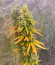 Сорт GMO fem (Barney's Farm)