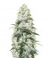 Сорт Ogre auto fem (Doctor’s Choice)