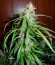 Сорт Super Skunk Auto Fem (Vision Seeds)