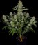 Сорт Serious Kush fem (Serious Seeds)