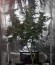 Сорт Crystal Queen fem (Vision Seeds)