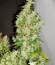 Сорт Auto Gorilla fem (00 Seeds)