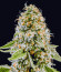 Сорт Milky Dreams fem (Green House Seeds)