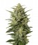 Сорт Cheese XXL Autoflowering шишки