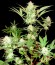 Сорт Goji Haze fem (Sumo Seeds)