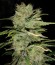 Сорт Cinderella's fem (Sumo Seeds)