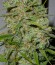 Сорт C99 fem (Female Seeds)