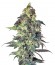 Сорт Northern VIP fem (VIP seeds)