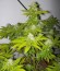 Сорт Royal Moby fem (Royal Queen Seeds)