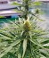 Сорт Strawberry Amnesia fem (Dinafem Seeds)