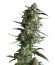 Сорт Galaxy fem (Pyramid Seeds)