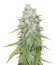 Сорт Mazar X Great White Shark fem (World of Seeds)