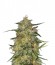 Сорт Royal Highness fem (Royal Queen Seeds)