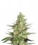 Сорт Special Queen 1 fem (Royal Queen Seeds)