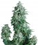 Сорт Anubis fem (Pyramid Seeds)