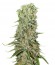 Сорт Damnesia fem (Strain Hunters)