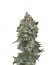 Сорт White Cheese Autoflowering fem (Dinafem Seeds)