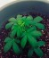 Сорт Northern Lights Auto Fem (Vision Seeds)