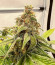 Сорт HighCloudZ fem (Green House Seeds)