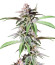 Сорт Dozy Breath fem (AlphaFem Seeds)