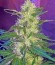 Сорт Power Kush fem (Dinafem Seeds)