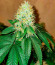 Сорт Sherbert Gorilla fem (Dr. Krippling Seeds)