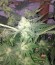 Сорт Red Leicester Tease fem (Dr. Krippling Seeds)