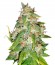 Сорт Kaia Kush fem (Green House Seed)