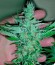 Сорт NY Diesel fem (Vision Seeds)