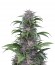 Сорт Quick Kush fem (Dinafem Seeds)