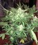 Сорт AK-49 Auto Fem (Vision Seeds)