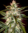 Сорт Kaya 47 fem (Advanced Seeds)