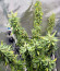 Сорт Royal Runtz fem (Royal Queen Seeds)