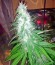 Сорт Santa Sativa fem (Dinafem Seeds)