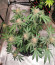 Сорт Cafe Racer (Blimburn Seeds)