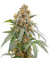 Сорт Papaya Zoap F1 Fast Version fem (Sweet Seeds)