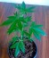 Сорт конопли Cheese XXL Autoflowering