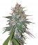 Сорт Ganesh Spirit fem (Sweet Seeds)