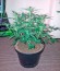 Сорт Haze 2.0 Autoflowering fem