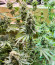 Сорт Hero Cookies fem (AlphaFem Seeds)